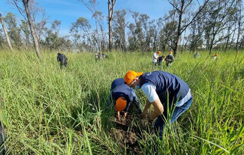 150 trees planted in reforestation