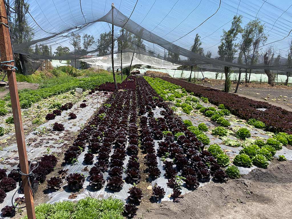 Sustainable gardening seeks to reduce poverty among migrants