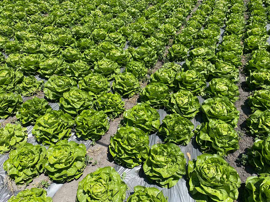 Sustainable Gardening Seeks to Reduce Poverty Among Sustainable Gardening Seeks to Reduce Poverty Among