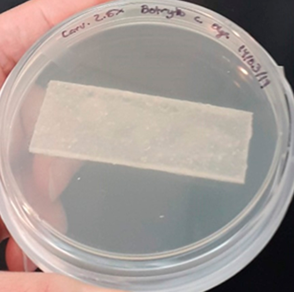 Universidad Panamericana logra su quinta patente