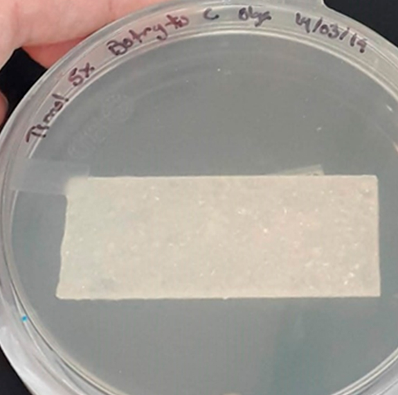 Universidad Panamericana logra su quinta patente